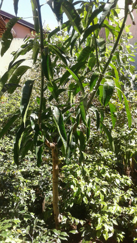 Ypê de 2mt.-limão taiti, galego, pokan, laranja com Frutos-Montamos pomar-grama-eucalipto - Foto 4