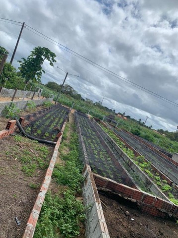 Lotes na Fazenda Real Macaiba - Foto 6