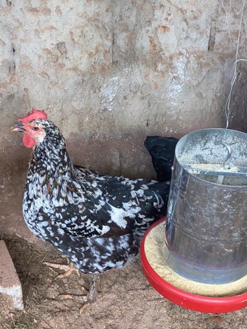 Galinha Balão Sertanejo 