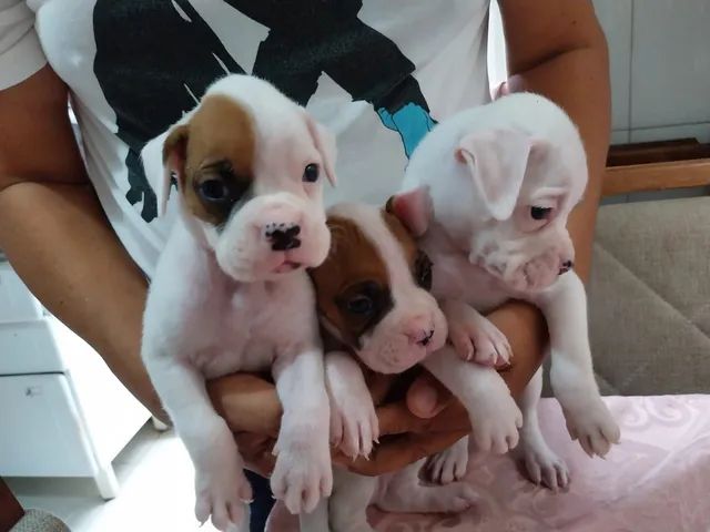 Vendo BOXER (2 machos e 1 fêmea)  - Foto 5