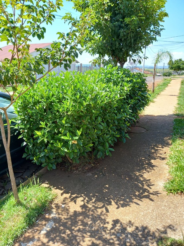 Vendo lindos arbusto Jasmim - Materiais de construção e jardim - Scharlau,  São Leopoldo 1136835827 | OLX