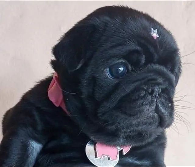 Pug mini Disponível  - Foto 2