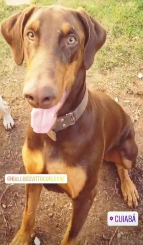 VENDO FILHOTES DE DOBERMAN 