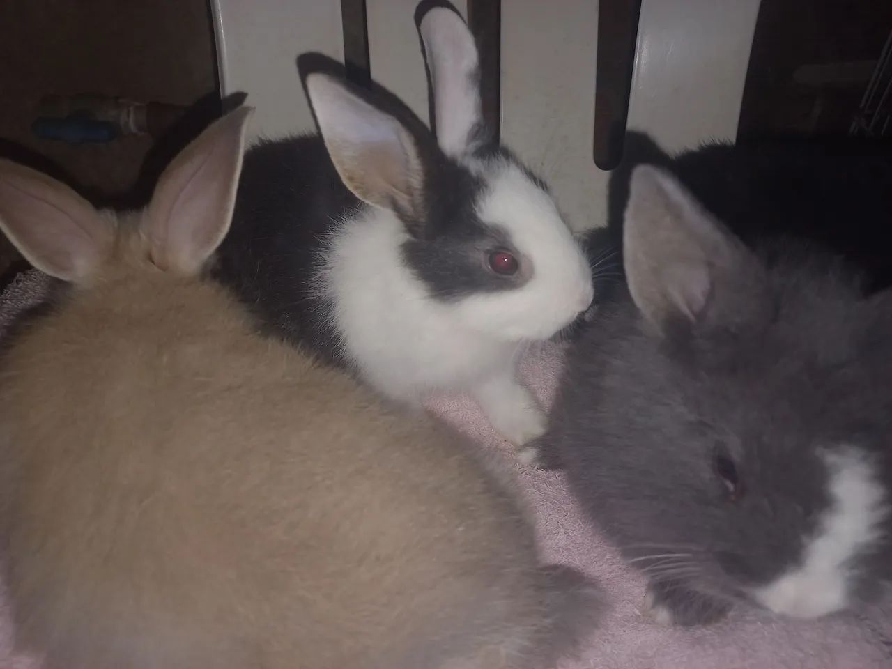 Vendo filhote de coelho 