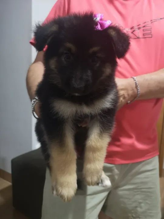 Filhote de Pastor Alemão - Foto 3