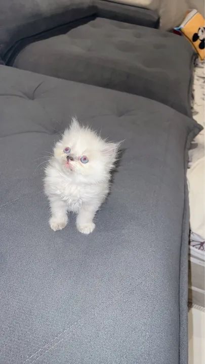 Filhote de Gato Persa
