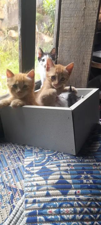 Gatinhos fofinhos para adoção!