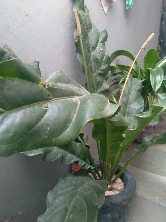 Planta ornamental no vaso 40x30 ou vaso taça  - Foto 4