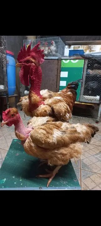 TERNO DE LABEL ROUGE ADULTO - Foto 4