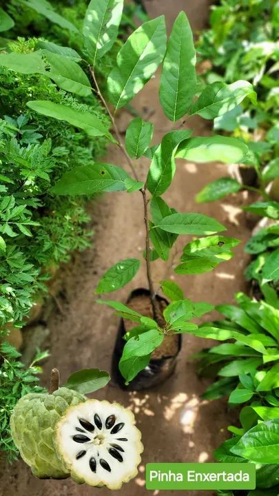 Frutífera Enxertada pinha - Foto 3