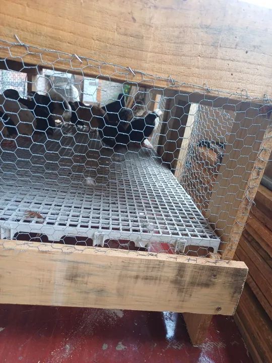 Codornas gigante - Foto 4