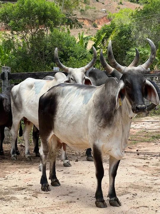 Venda ou troca 2 matrizes GUZERA top