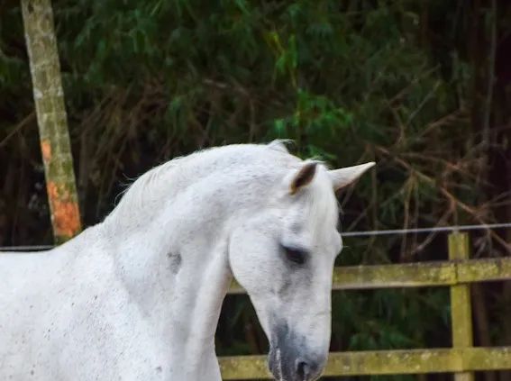 Garanhão genética Gironda - Foto 2