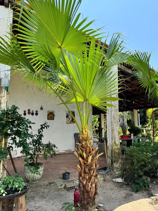 Diversas espécies de plantas para jardinagem e decoração - Foto 3