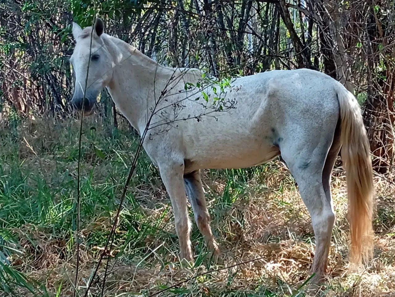 Cavalo bom em tudo de 6 anos marcha picada informações me manda mensagem -  Cavalos e acessórios - Jardim Goiás, Goiânia 1320441776 | OLX