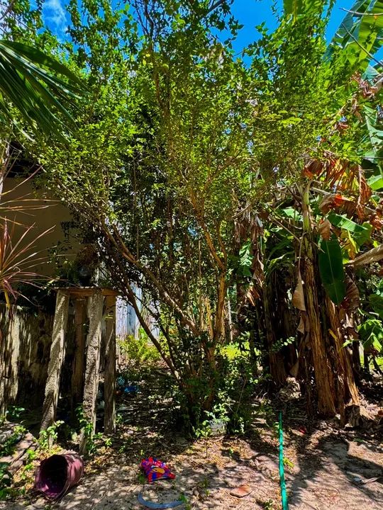 Diversas espécies de plantas para jardinagem e decoração - Foto 4