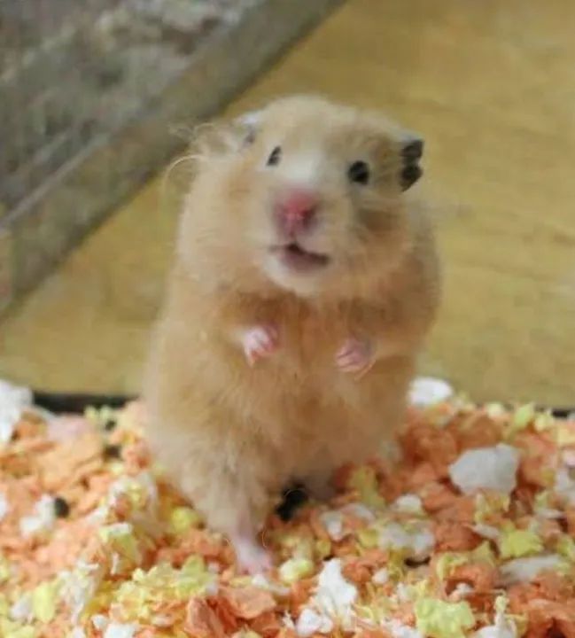 Chegou! Hamster Teddy Bear! Muito lindos!! - Foto 4