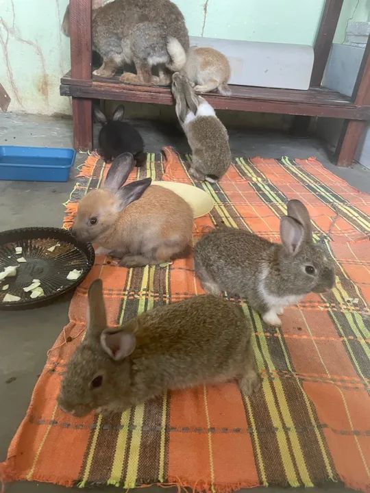 Filhotes de coelhos a venda , com dois meses de vida - Foto 3