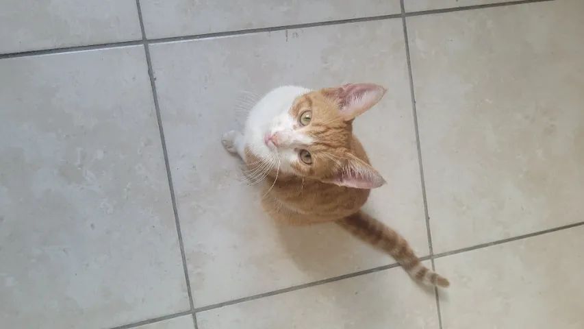 Doação de gato - Foto 3