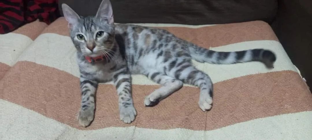 Gatos bengal 