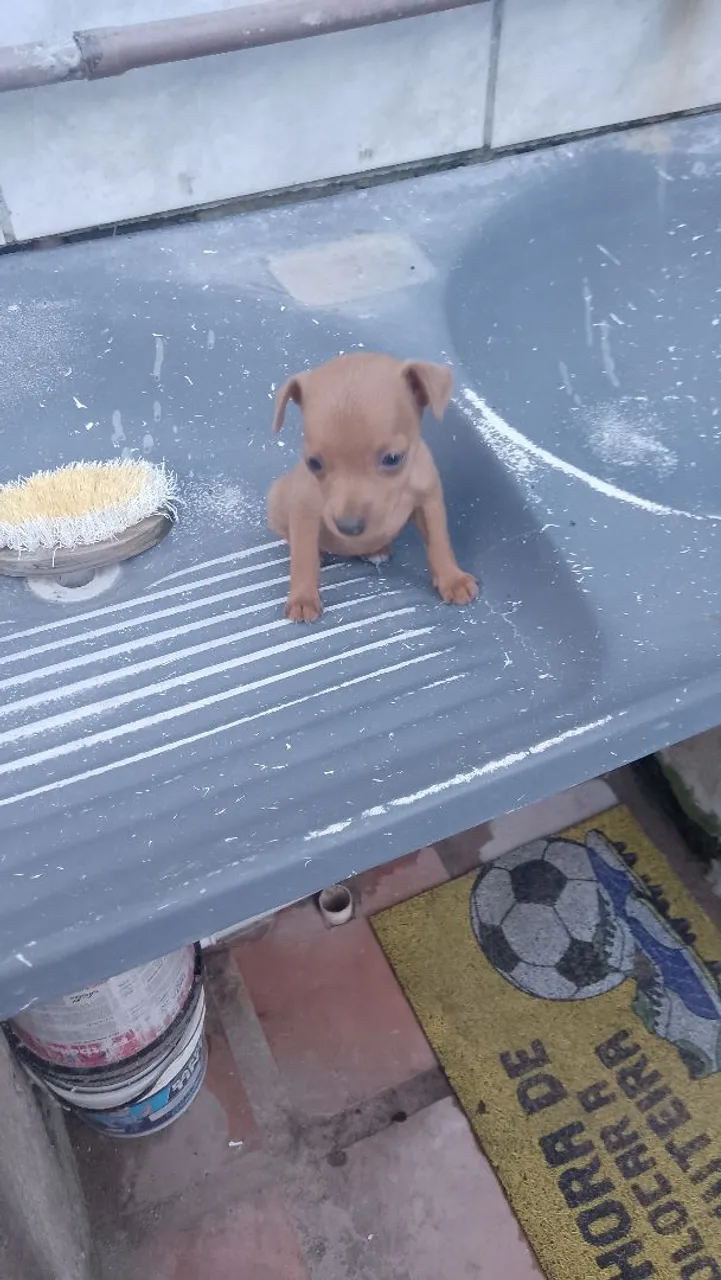 Filhote de Pinscher Miniatura - Disponível!