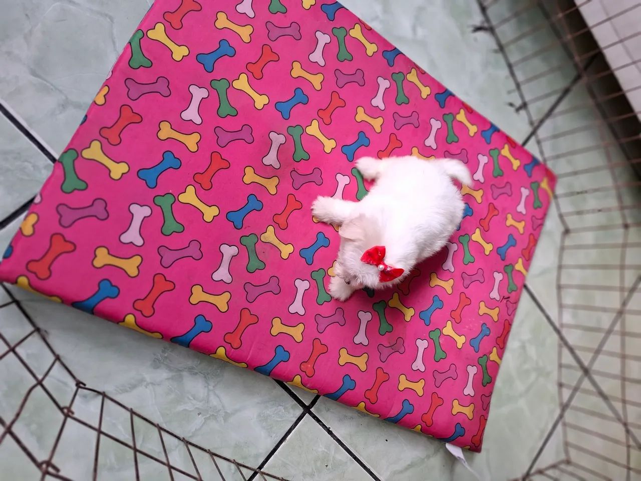 Um casal de maltês disponível mine - Foto 4