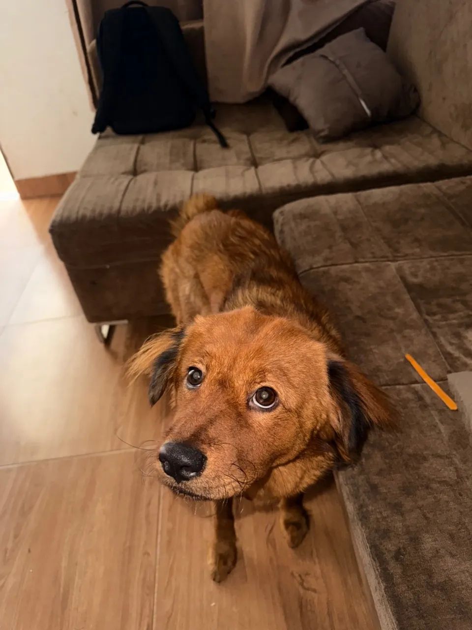 Cachorro pra doação (chow chow com vira lata) 