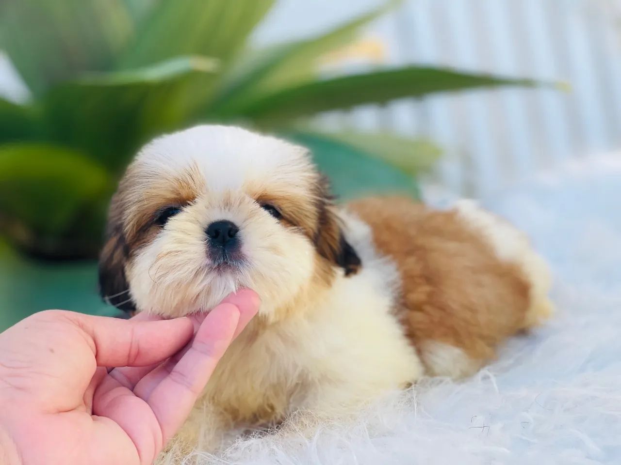 Maravilhoso macho Mini Shih tzu - Foto 5