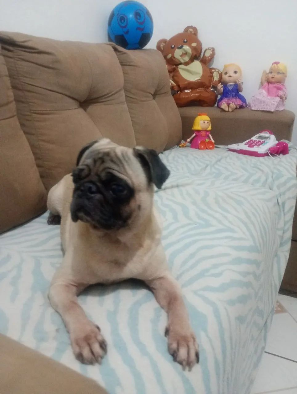 Pug Macho  - Foto 3