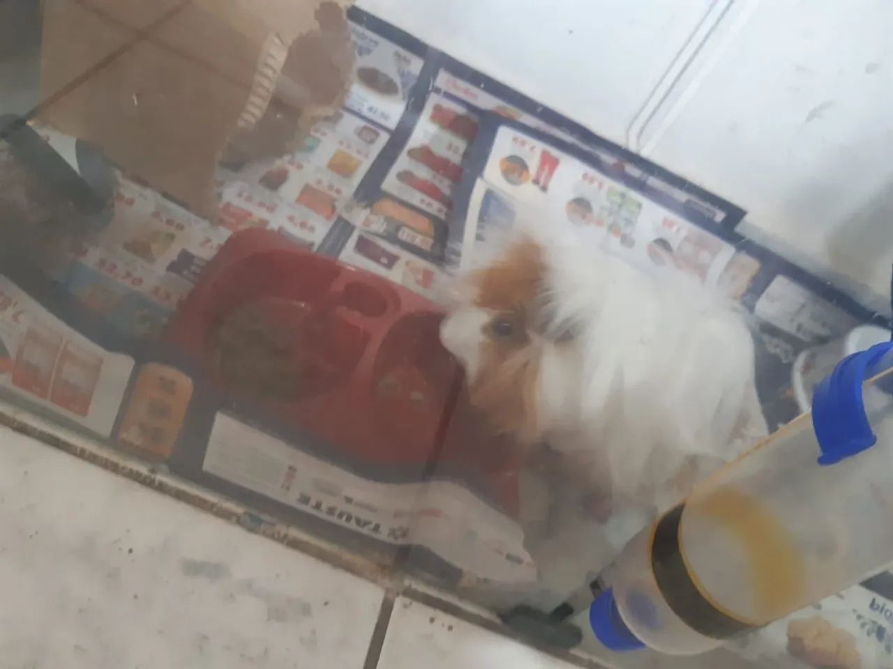 Porquinho da india branco e marron 5 messes de vida casa de vidro para roedores 1 metro  - Foto 4