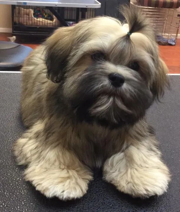 Lhasa Apso Filhotes Adoráveis na Cor Bicolor - Foto 3