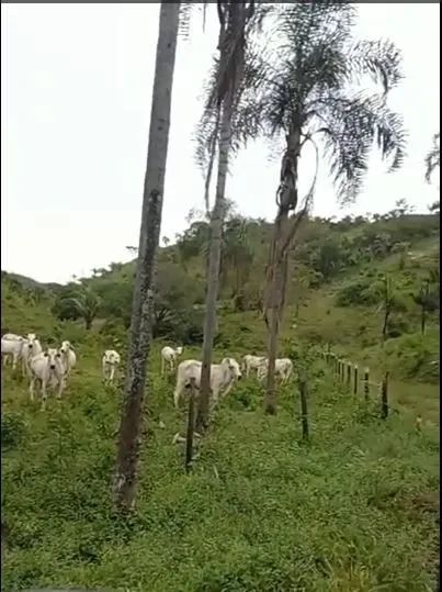 Fazenda DF/GO Planaltina  - Foto 4
