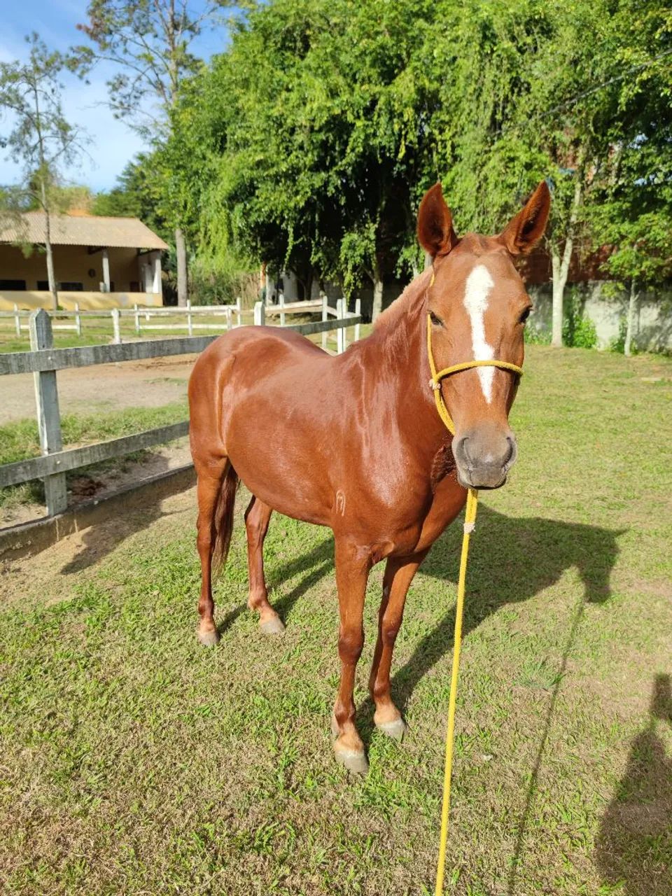 Égua Mangalarga Marchador  - Foto 3
