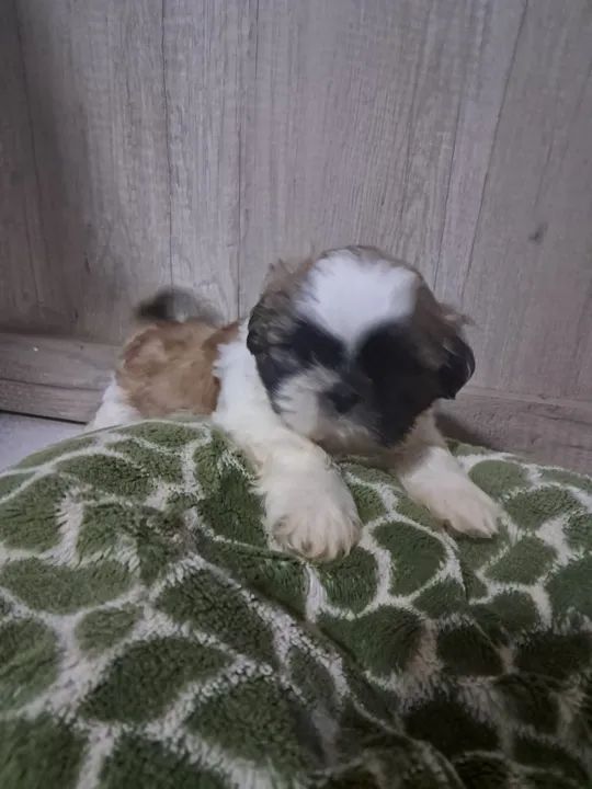 Shih tzu Mini macho