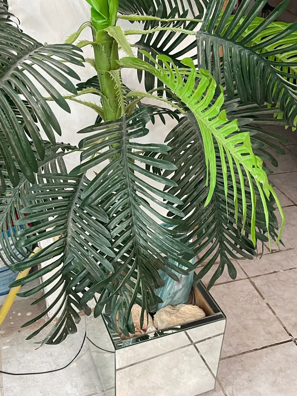 Planta com jarro64305474569345121