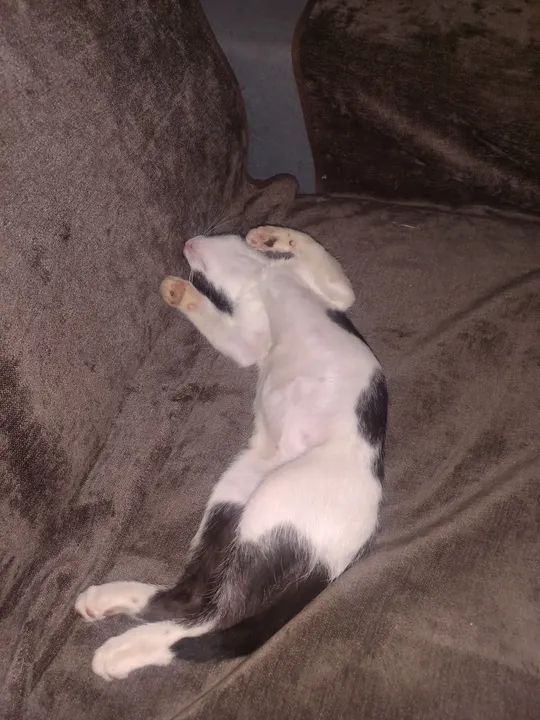 Gatinho branco e preto para adoção