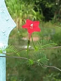 Esqueletinho de Jardim