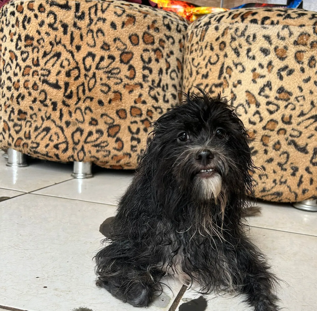 Shih Tzu adorável para adoção