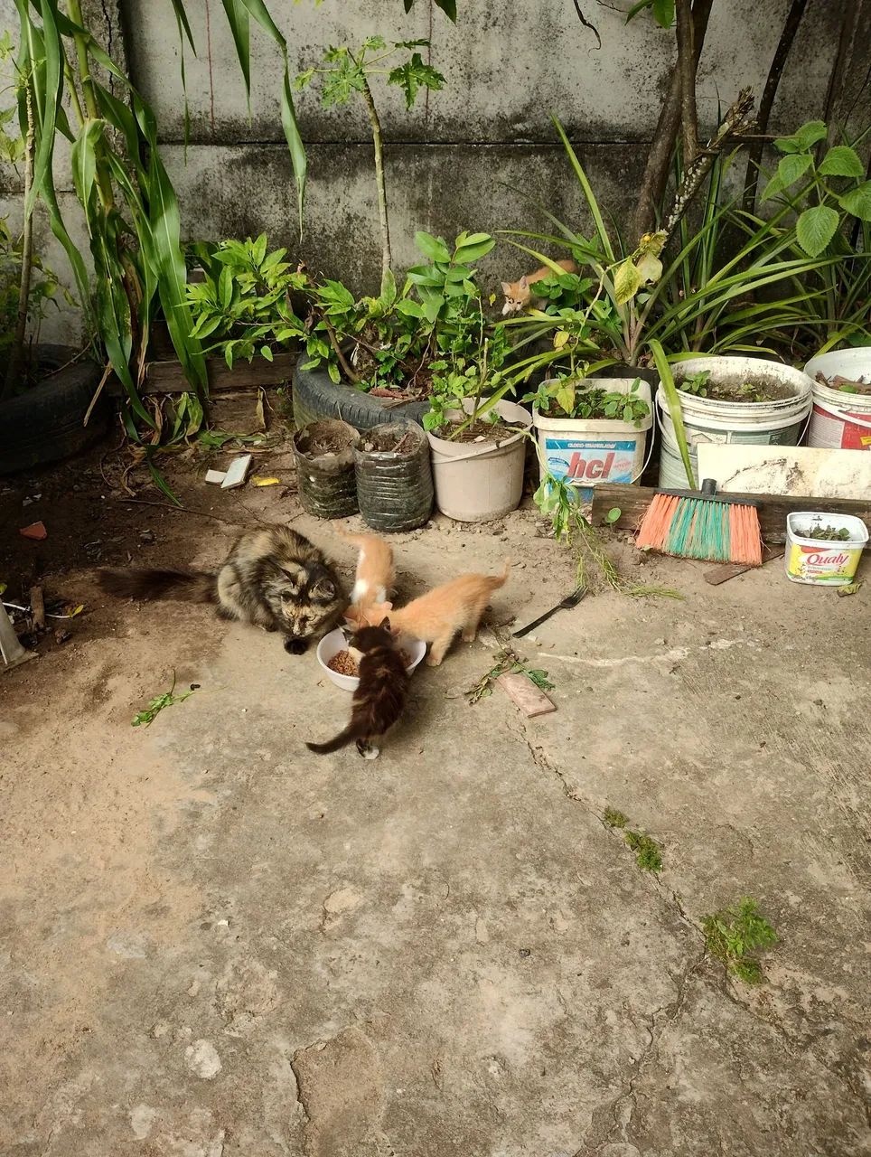 Doação de gatos  - Foto 3