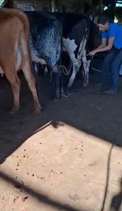 Venda Gado leiteiro  - Foto 4