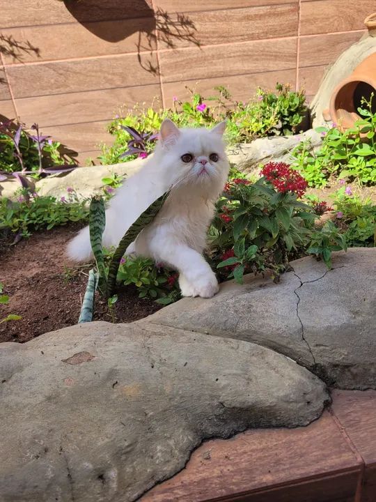 Gato Persa Branco - Adorável e Carinhoso