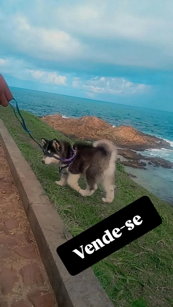 Husky Siberiano