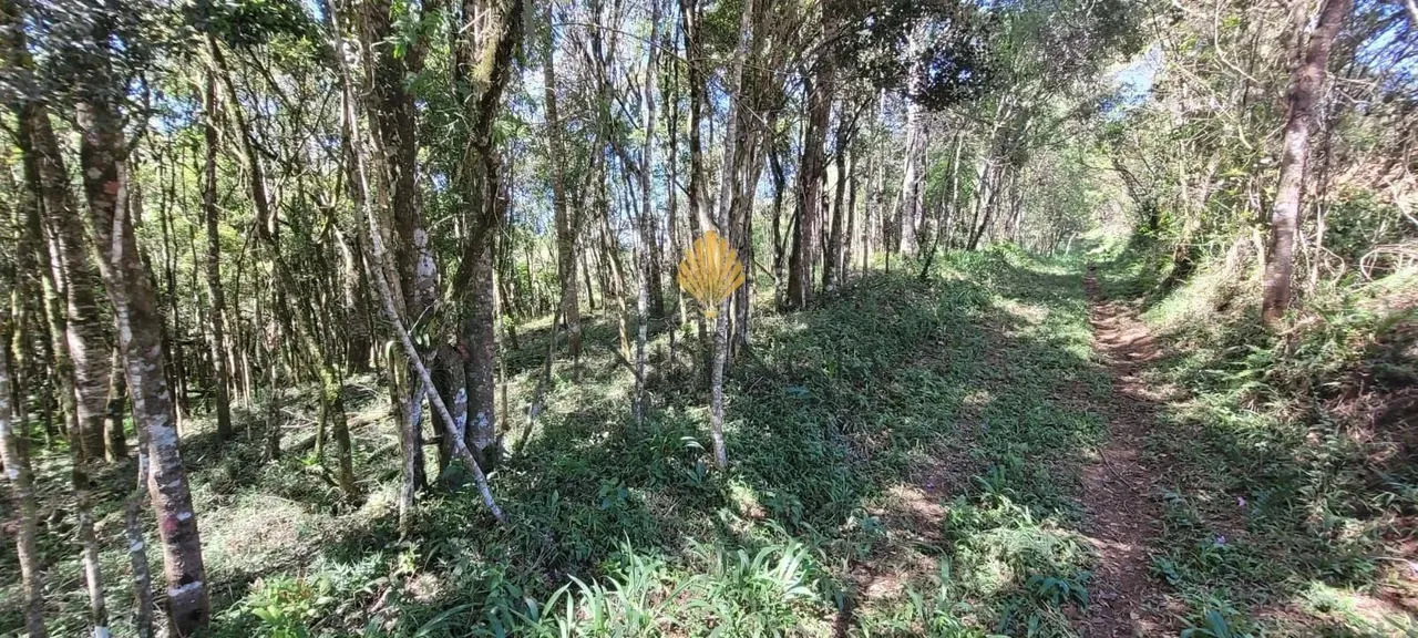 Chácara à venda, 70.153 m2 por R 559.000,00 - Área Rural - São José dos Pinhais PR