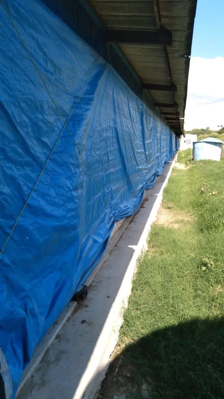 Galinheiro industrial completo - Foto 5