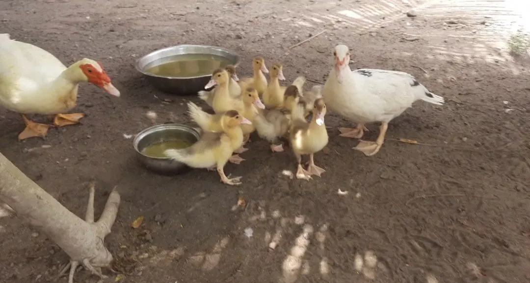Família de Patos Inteira