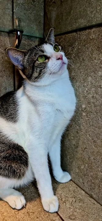 Gato castrado para adoção responsável  - Foto 3