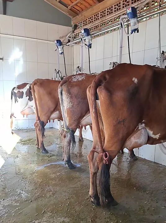 Venda Gado leiteiro 