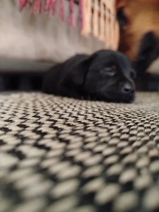 Filhote de Labrador - Preguiçosa e Fofa - Foto 4