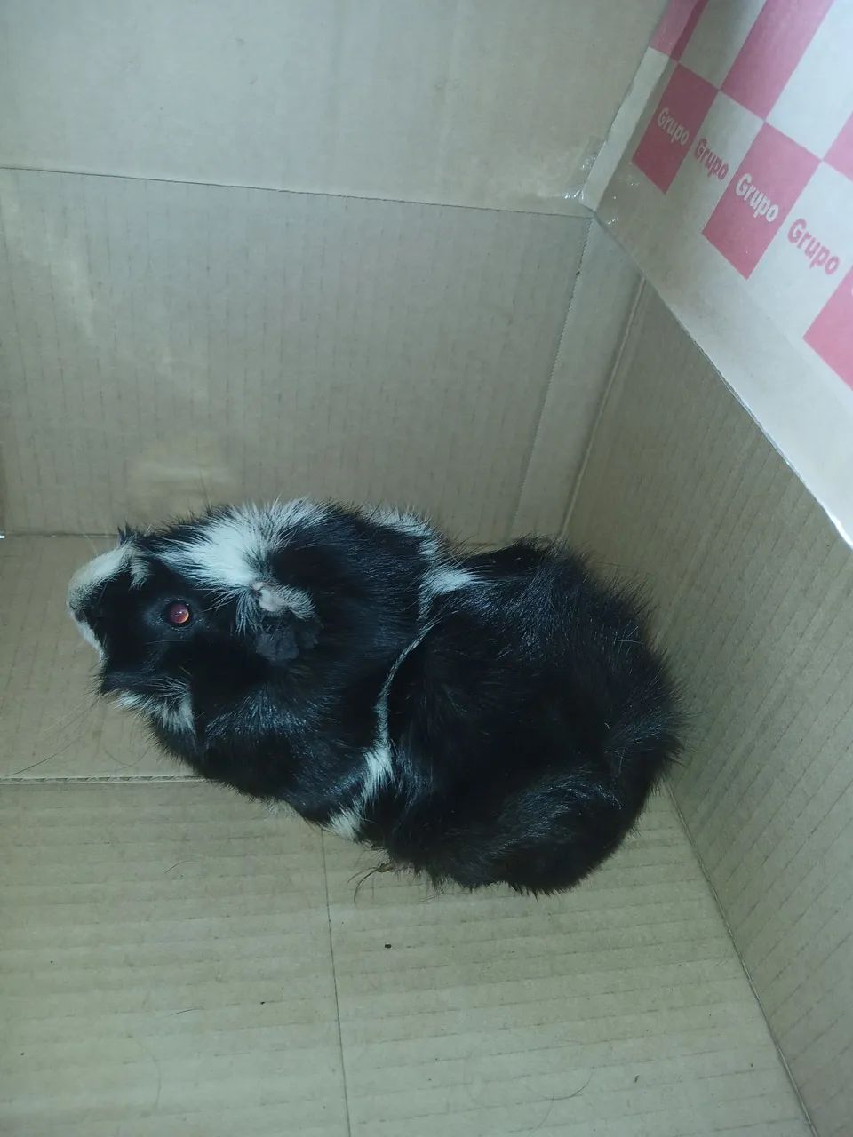 Vendo porquinho da Índia  - Foto 2