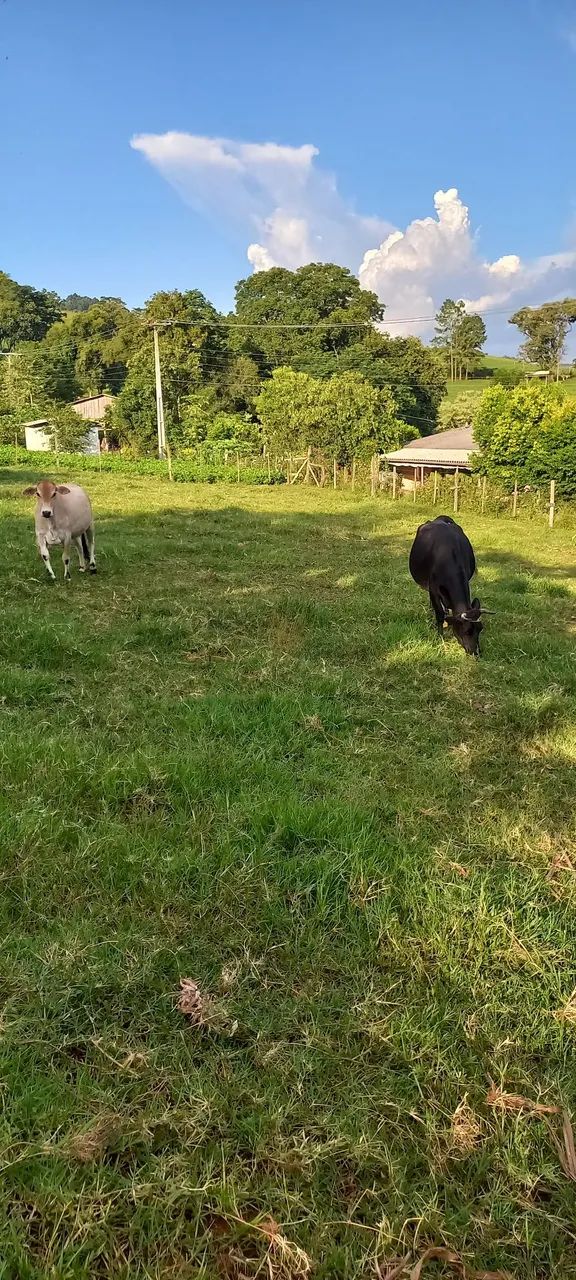 Vacas com cria REDFORT - Foto 4
